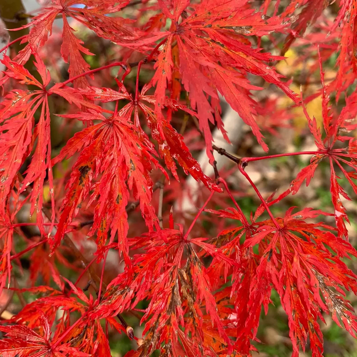 ACER PALMATUM  INABA SHIDARE W.jpg-min