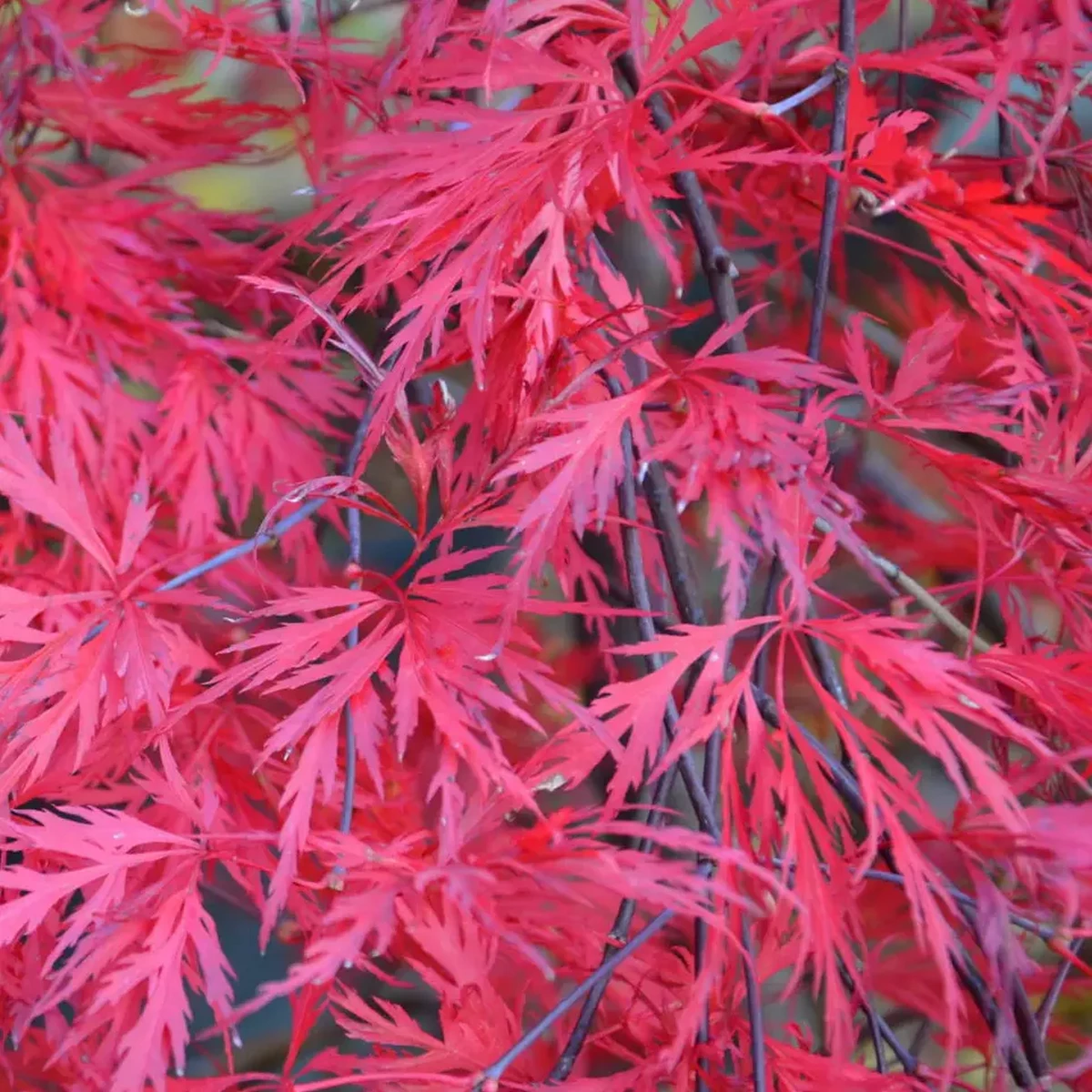 ACER PALMATUM  ORANGEOLA W2.jpg-min