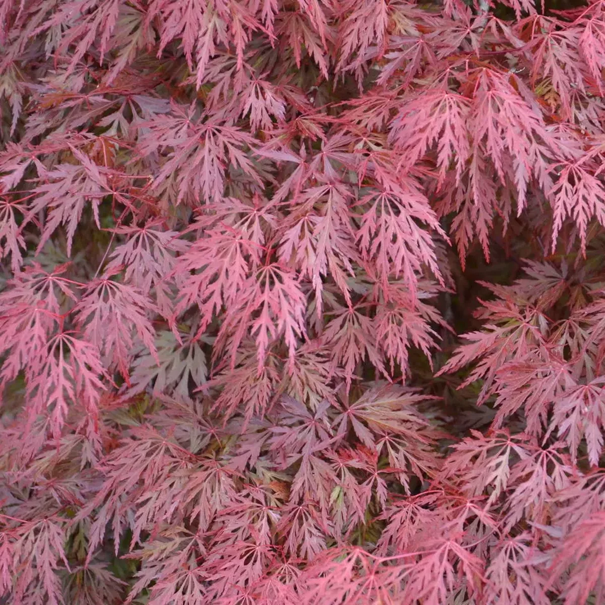 ACER PALMATUM  ORANGEOLA W4.jpg-min
