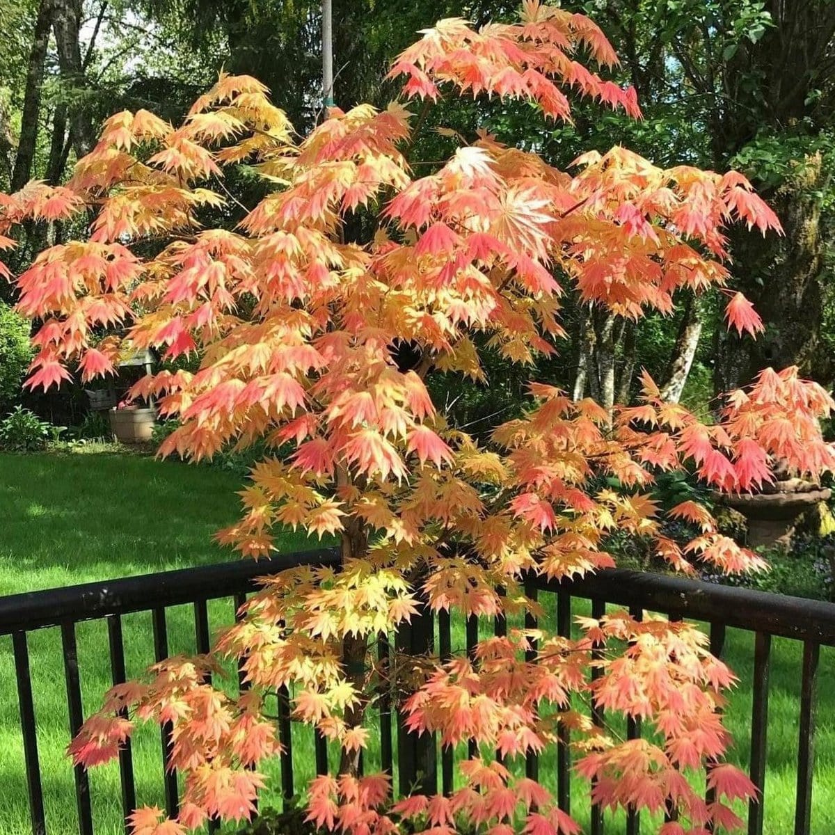 ACER SHIRASAWANUM AUTUMN MOON W4-min