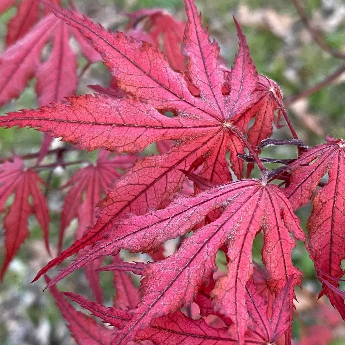 ACER PALMATUM  PURPLE GHOST W4.jpg-min