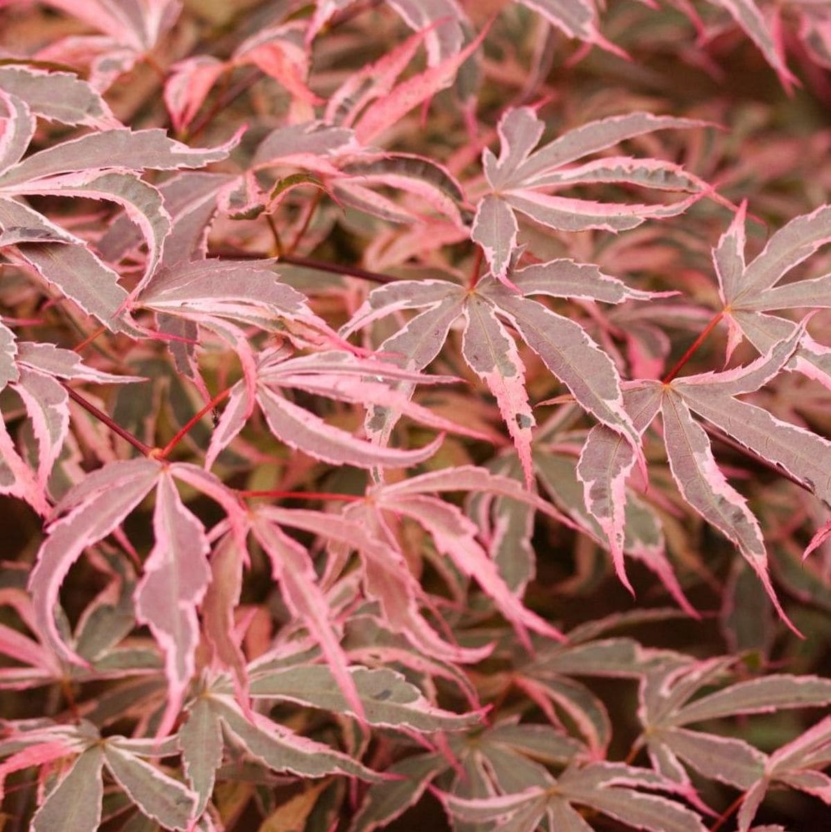 ACER PALMATUM  SHIRAZZ W5-min