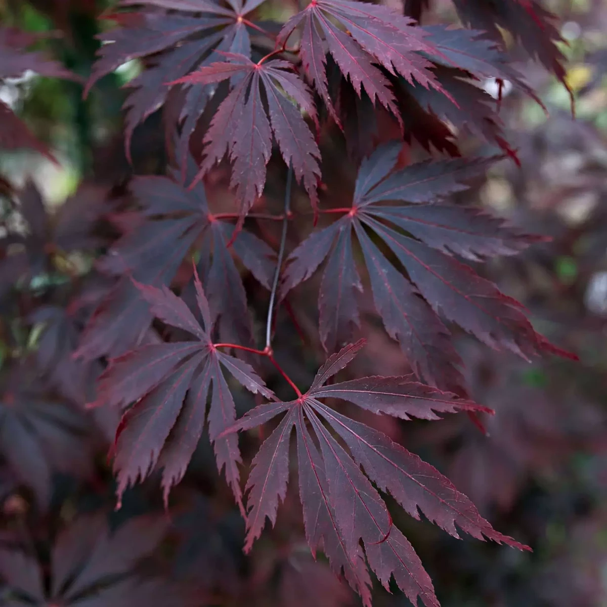 ACER PALMATUM  BLACK LACE W4-min