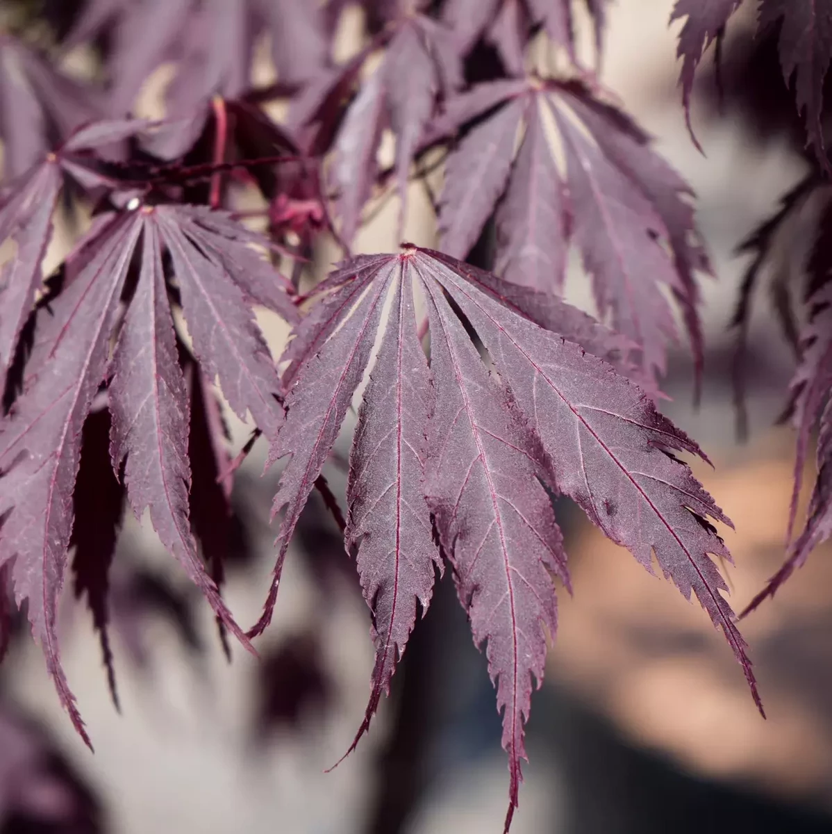 ACER PALMATUM  BLACK LACE W3-min