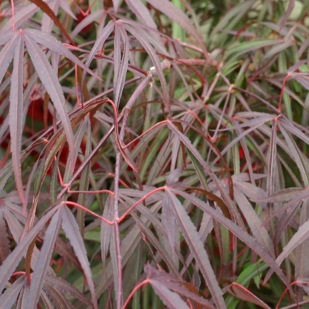 ACER PALMATUM  PUNG KILL W3-min