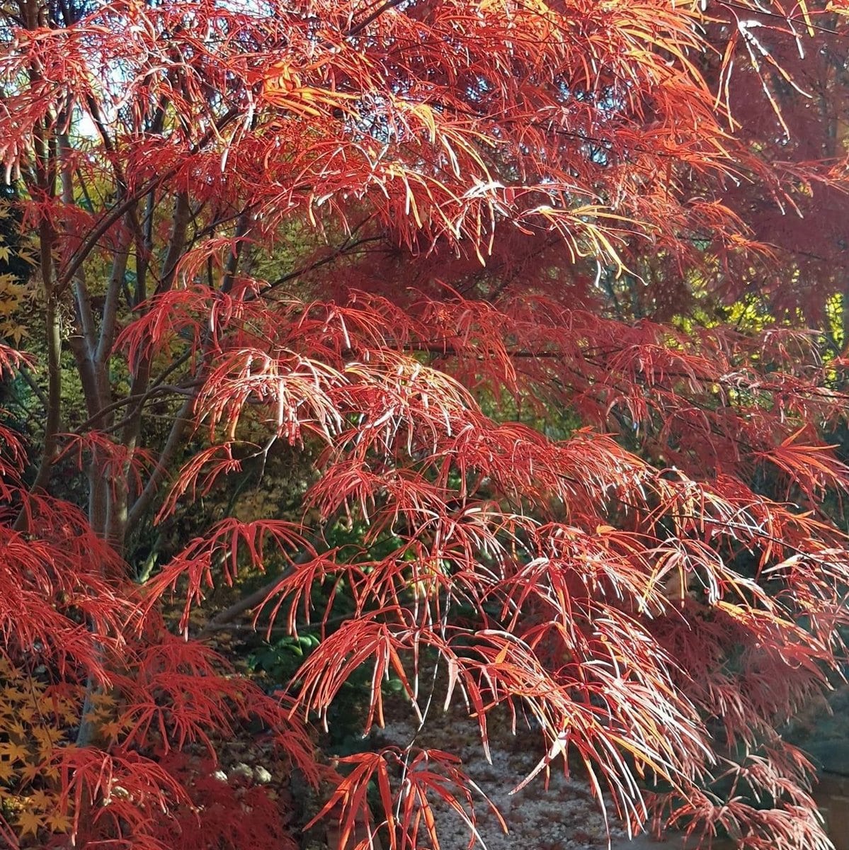 ACER PALMATUM  PUNG KILL W2-min
