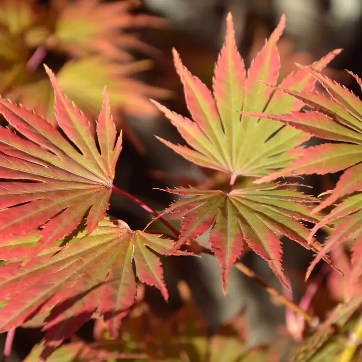 ACER SHIRASAWANUM SENSU W2.jpg-min
