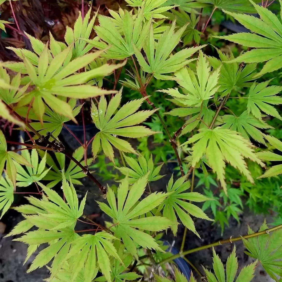 ACER SHIRASAWANUM SENSU W.jpg-min