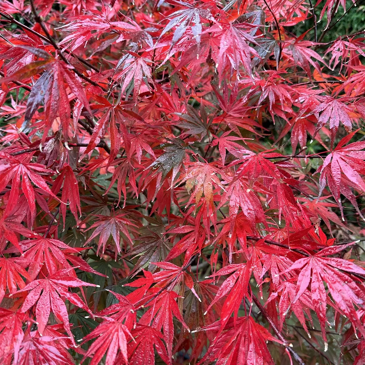 ACER PALMATUM AUTUMN RED W3.jpg-min