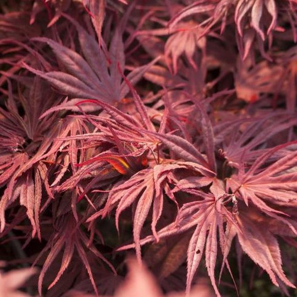 ACER PALMATUM PEVE DAVE W3-min
