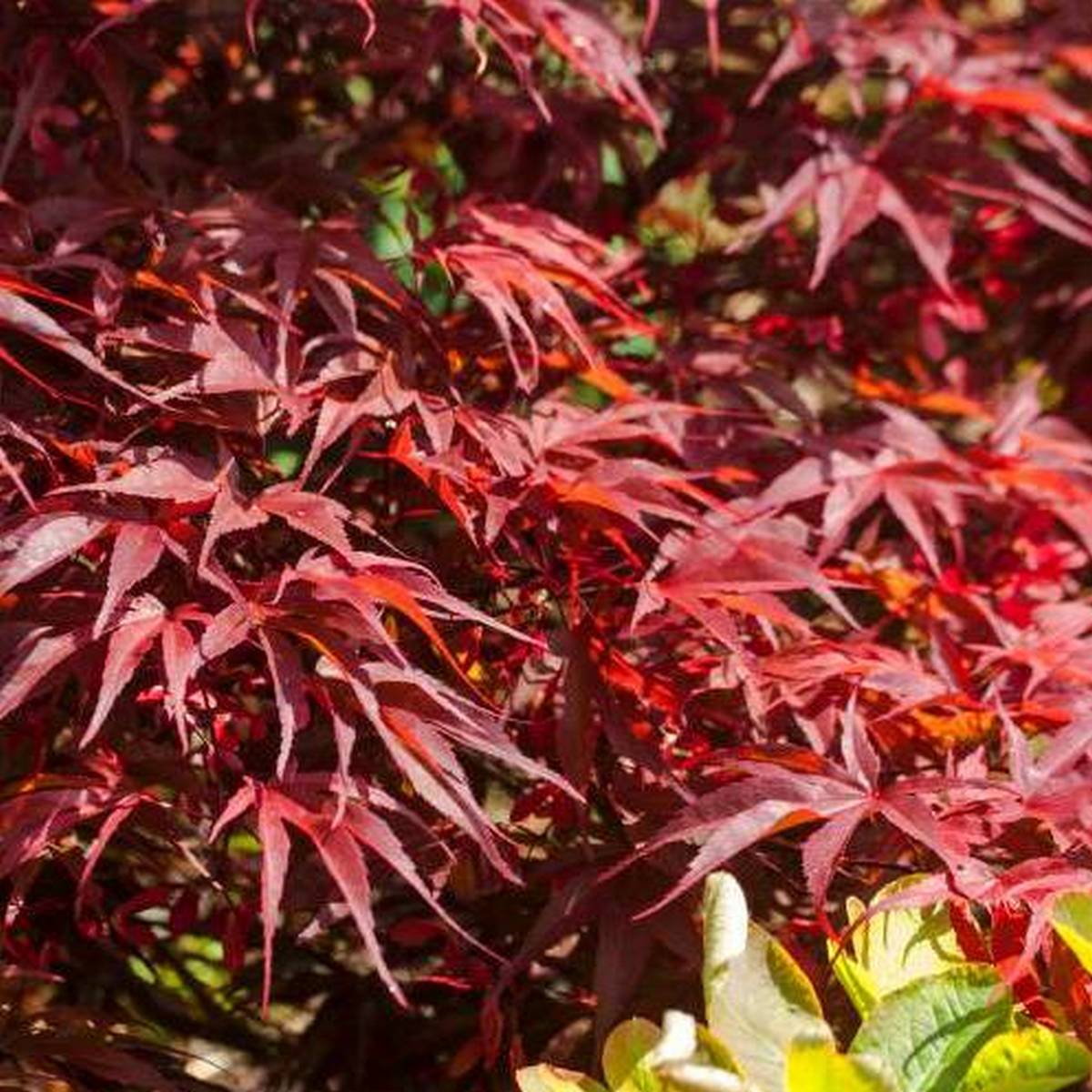 ACER PALMATUM PEVE DAVE W2-min