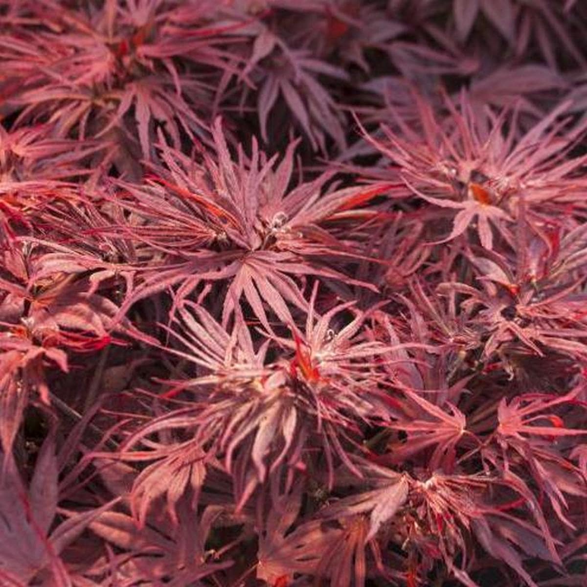 ACER PALMATUM PEVE DAVE W4-min