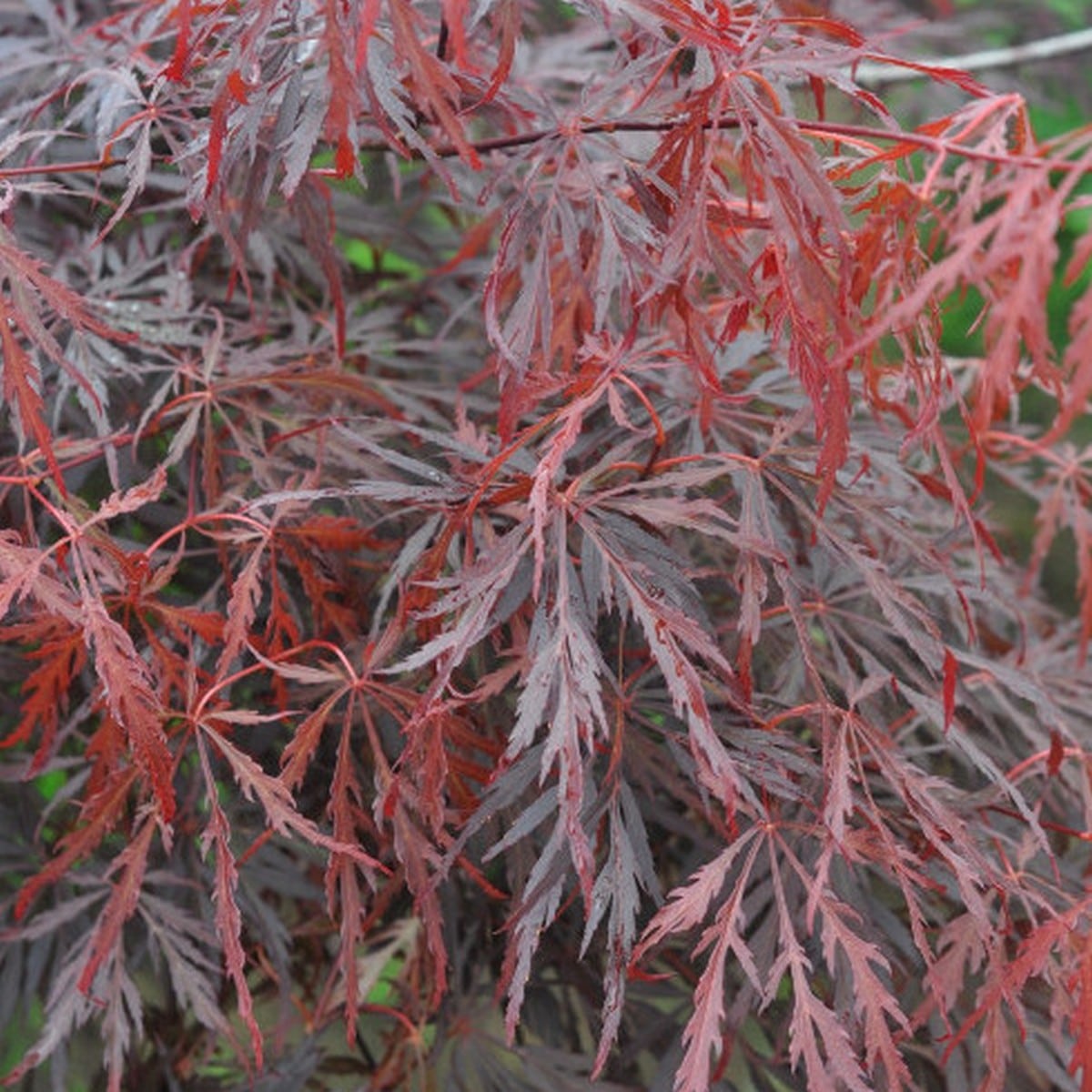 ACER PALMATUM LION HEART W3-min