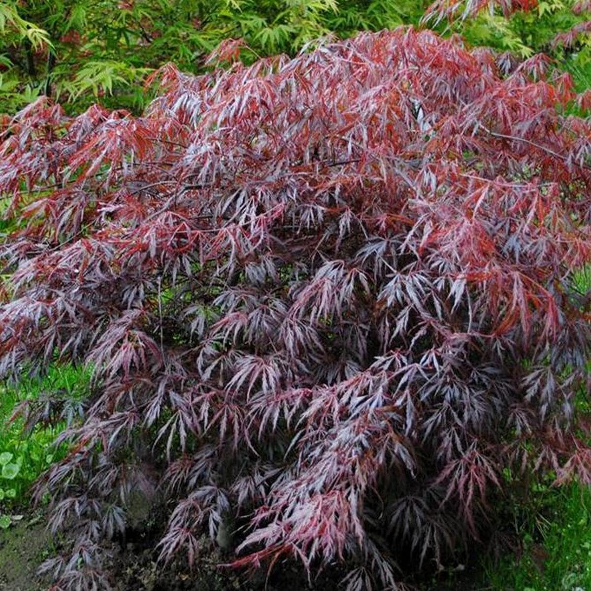 ACER PALMATUM LION HEART W-min