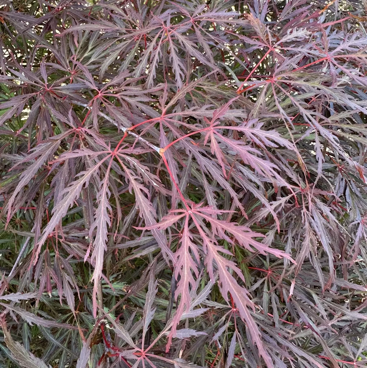 ACER PALMATUM LION HEART W2.jpg-min