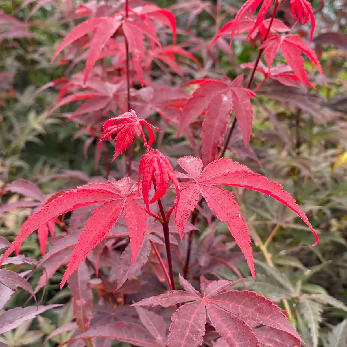 ACER PALMATUM RED EMPEROR W2.jpg-min