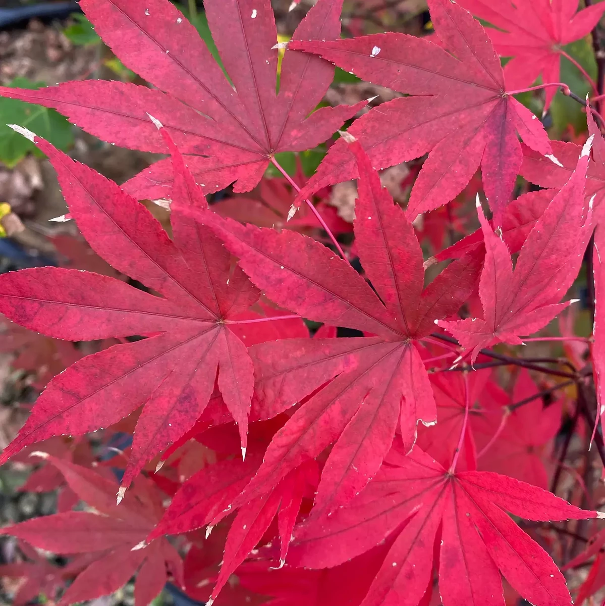 ACER PALMATUM RED EMPEROR W3.jpg-min