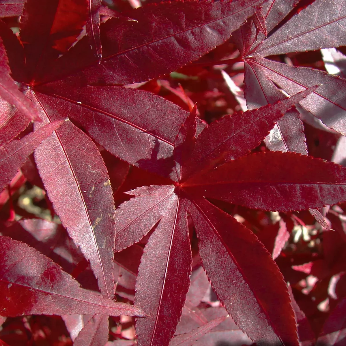 ACER PALMATUM RED EMPEROR W4.jpg-min