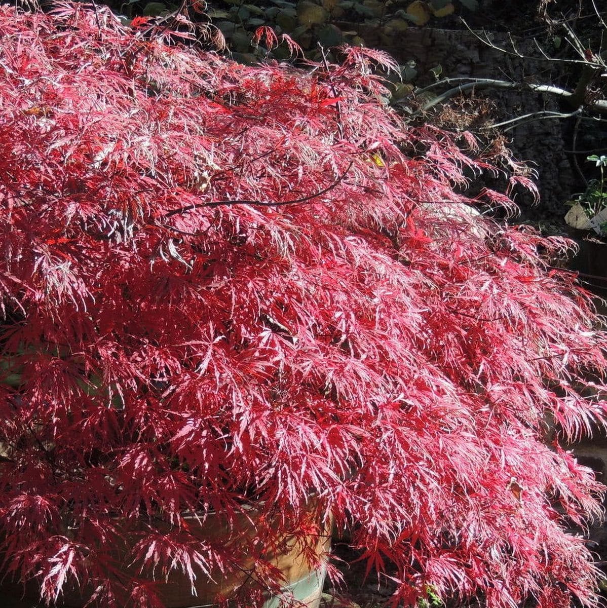 ACER PALMATUM FIRECRACKER W4-min