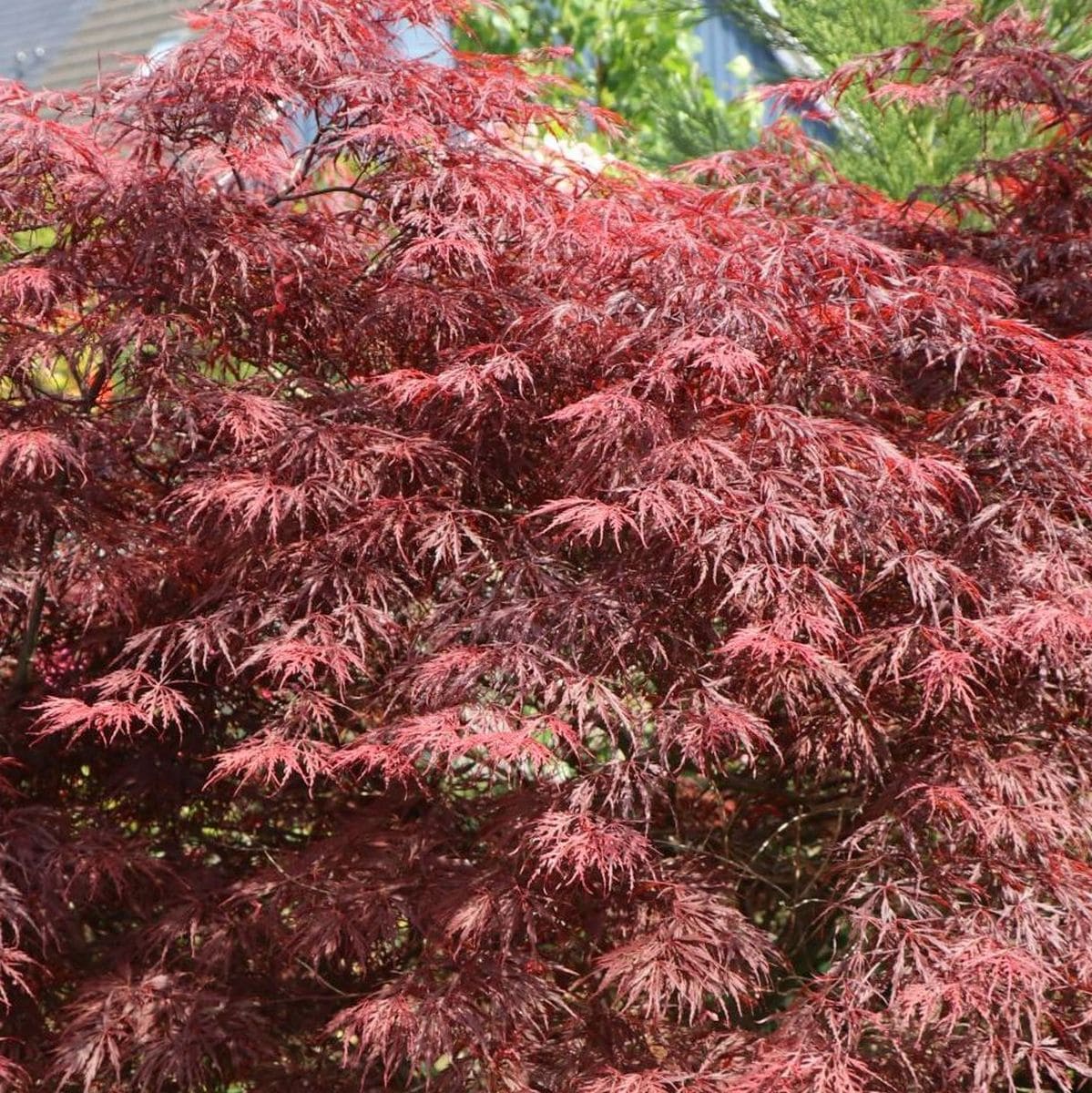 ACER PALMATUM FIRECRACKER W2-min