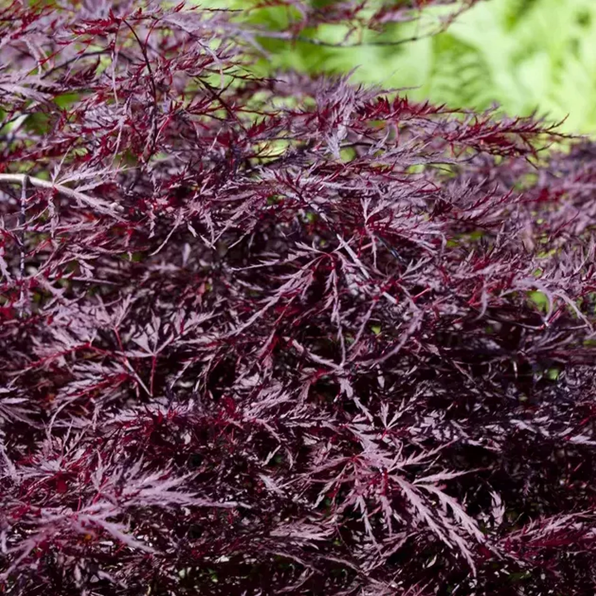 ACER PALMATUM FIRECRACKER W.jpg-min