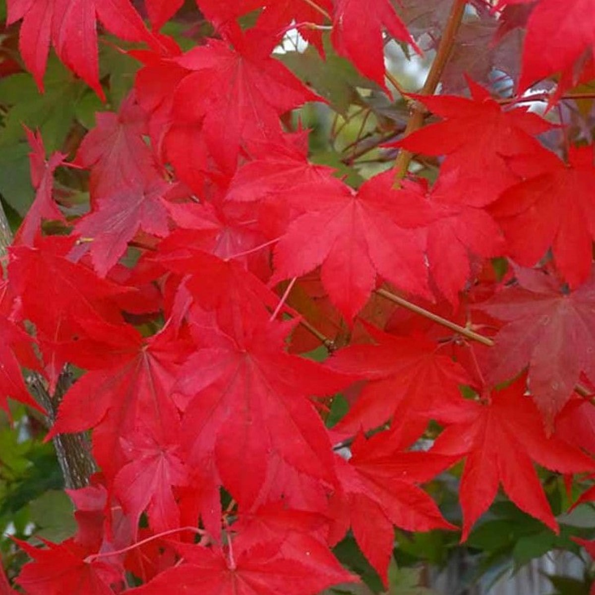 ACER PALMATUM RED NAILS W4-min
