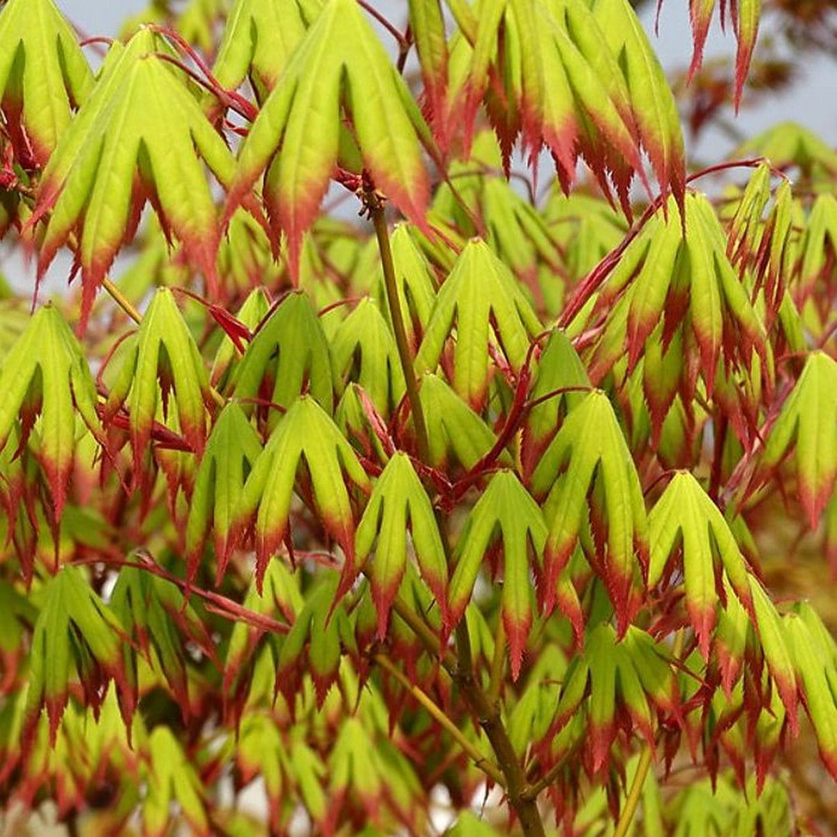 ACER PALMATUM RED NAILS W-min