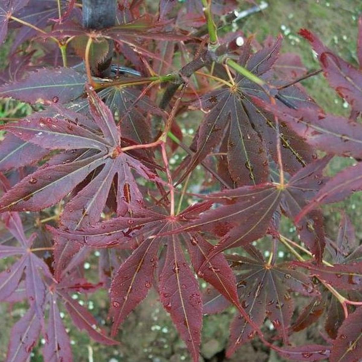 ACER PALMATUM MATSUKAZE W3-min