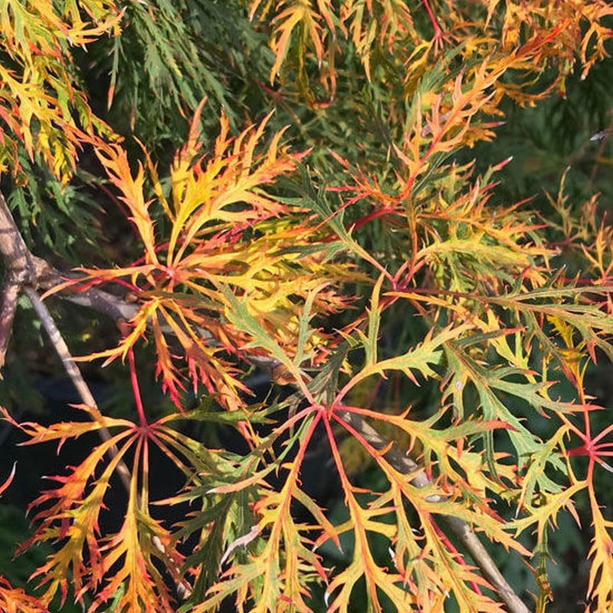 ACER PALMATUM SHINONOME W3-min