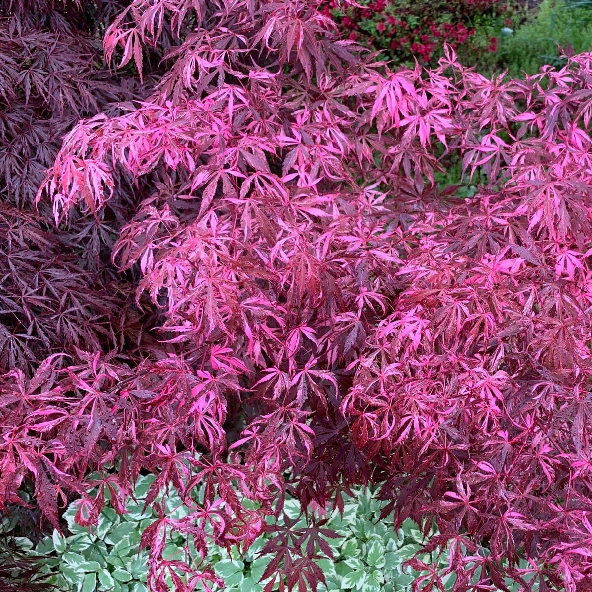 ACER PALMATUM LILEEANNES JEWEL W3-min