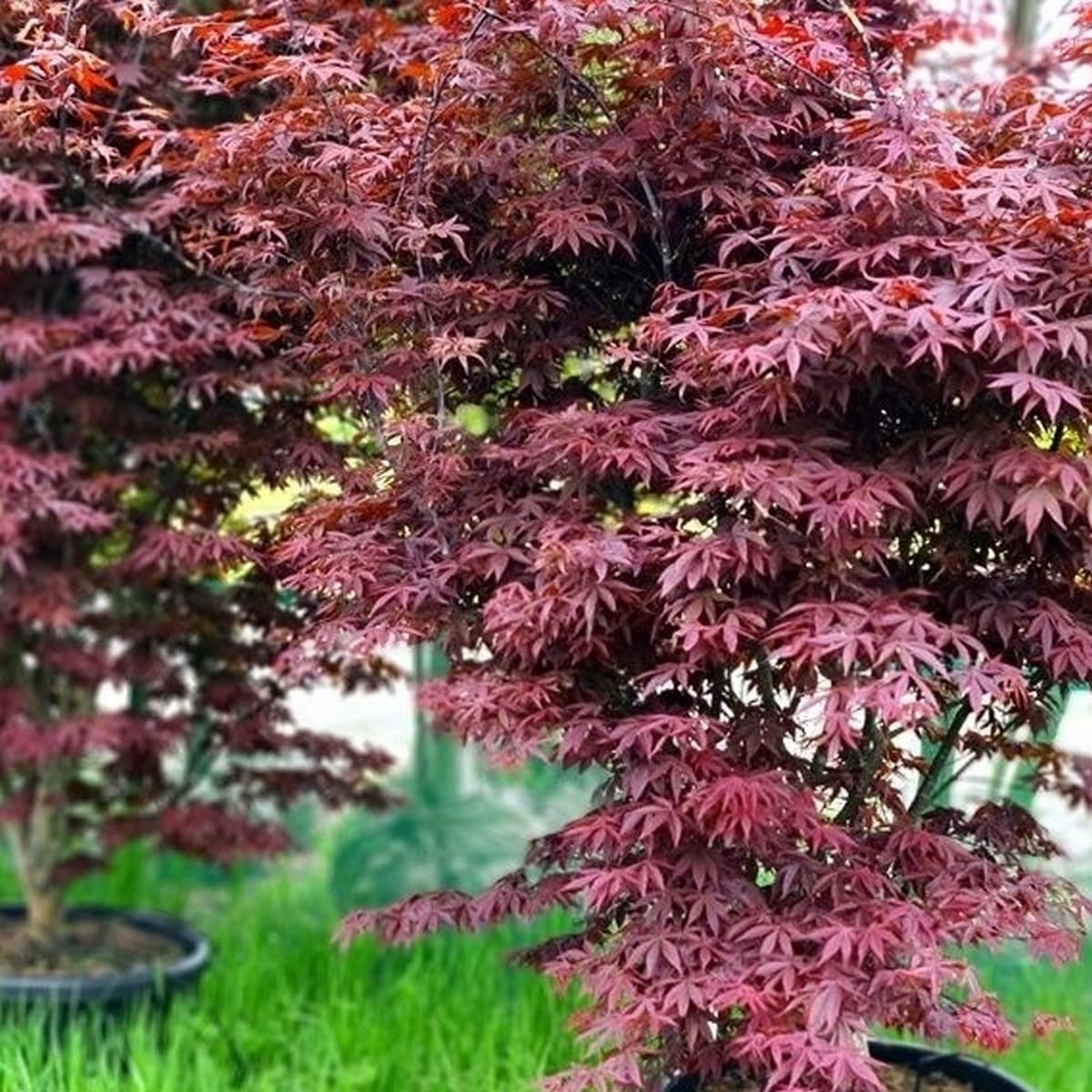 ACER PALMATUM YUBAE W2-min