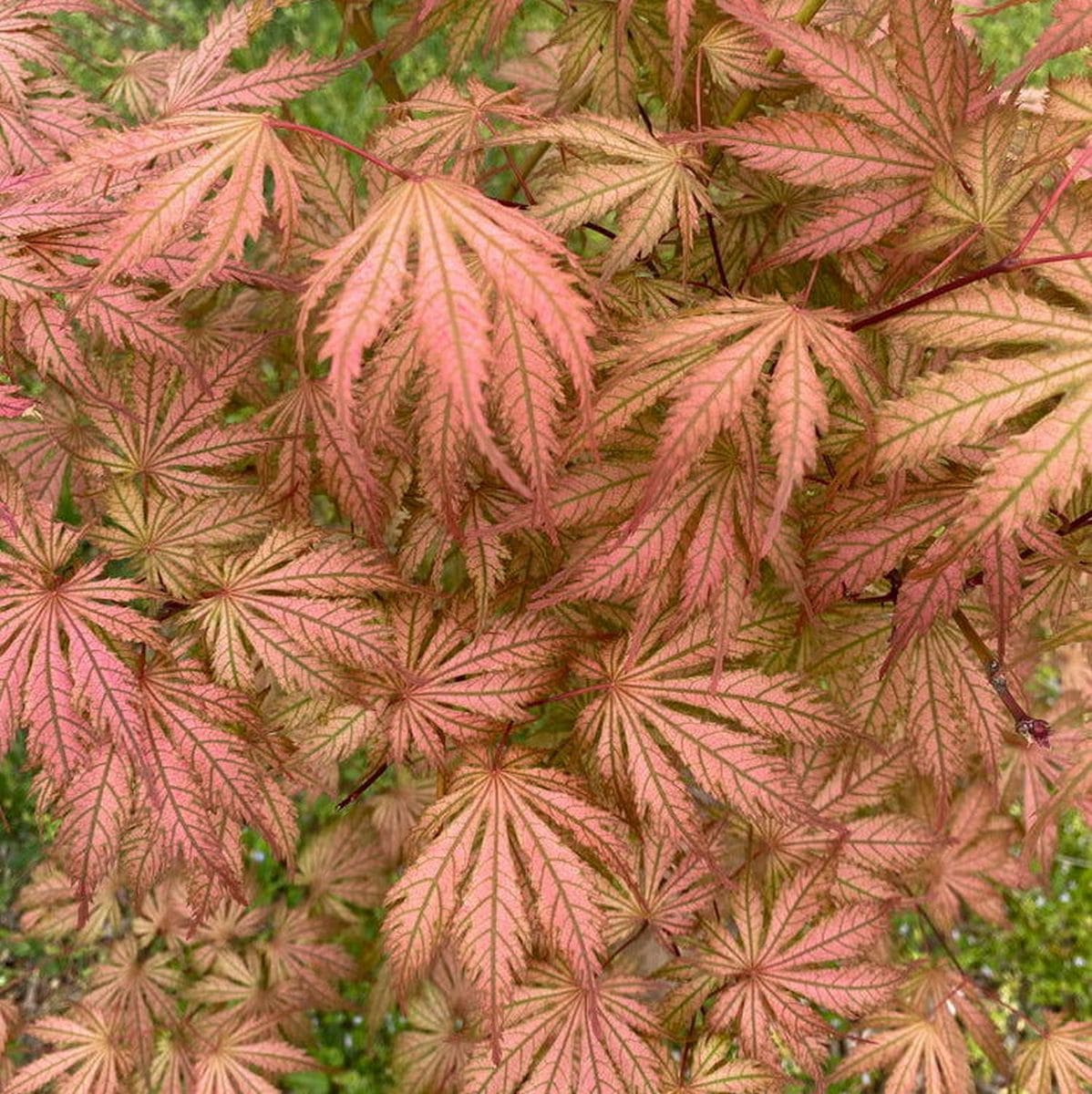 ACER PALMATUM ARIADNE W3-min
