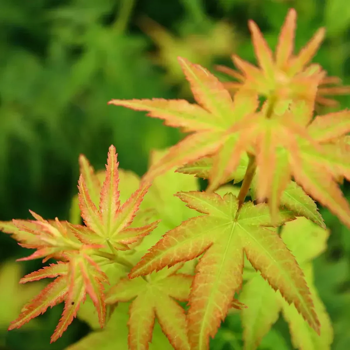 ACER PALMATUM BI HO W.jpg-min