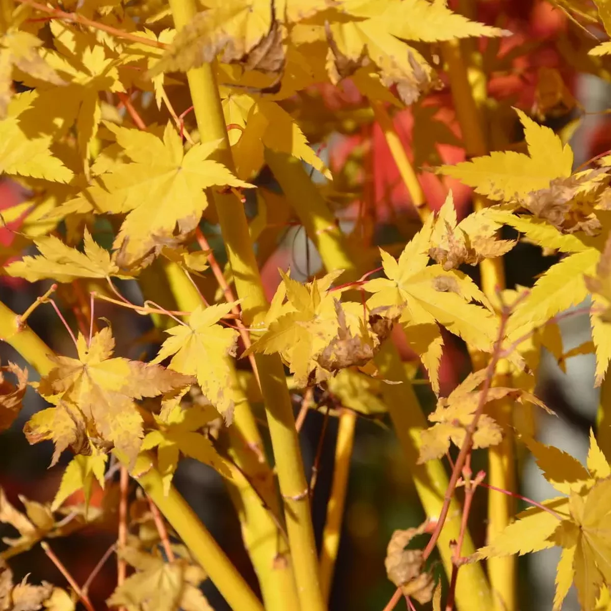 ACER PALMATUM BI HO W4.jpg-min