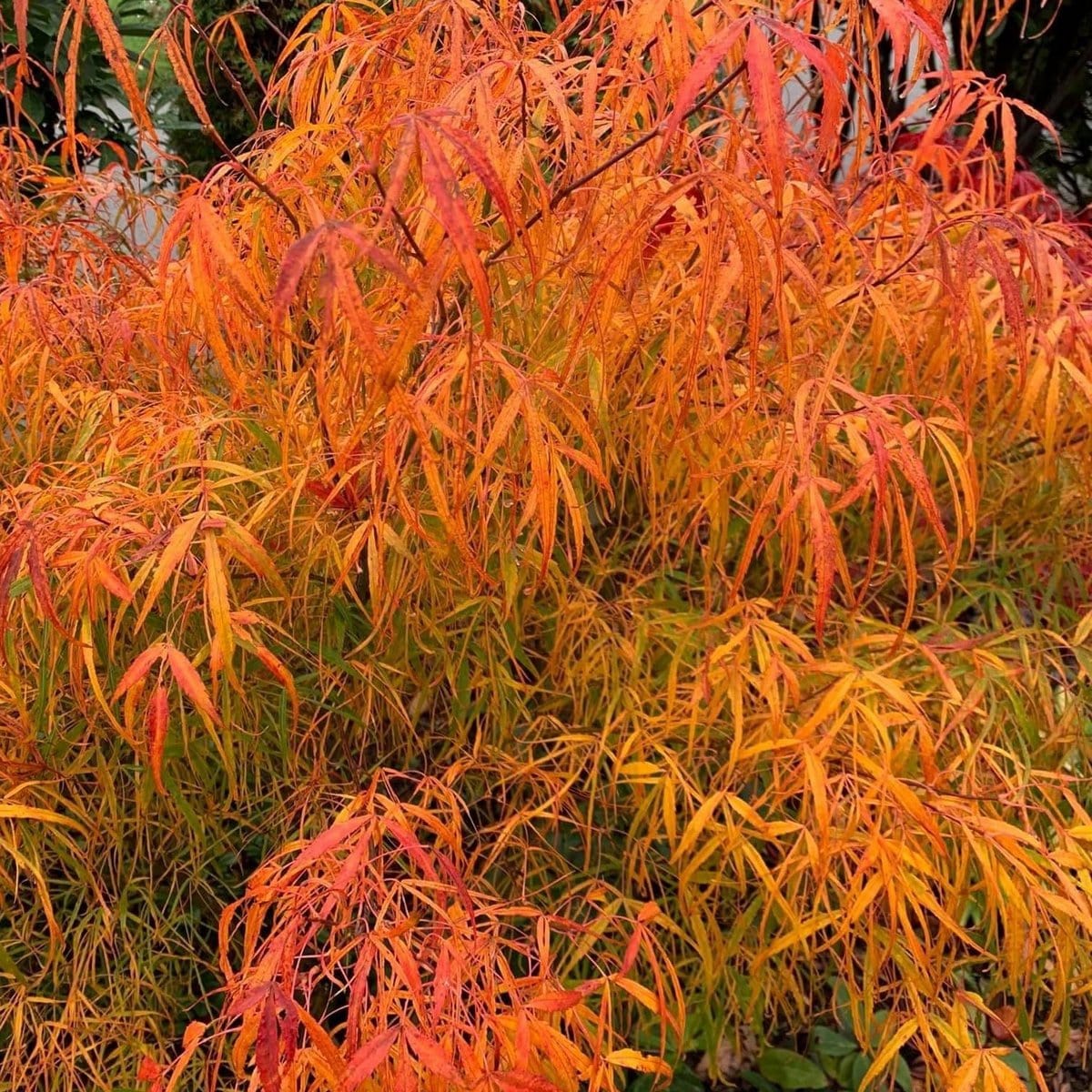 ACER PALMATUM KOTO NO ITO W4-min