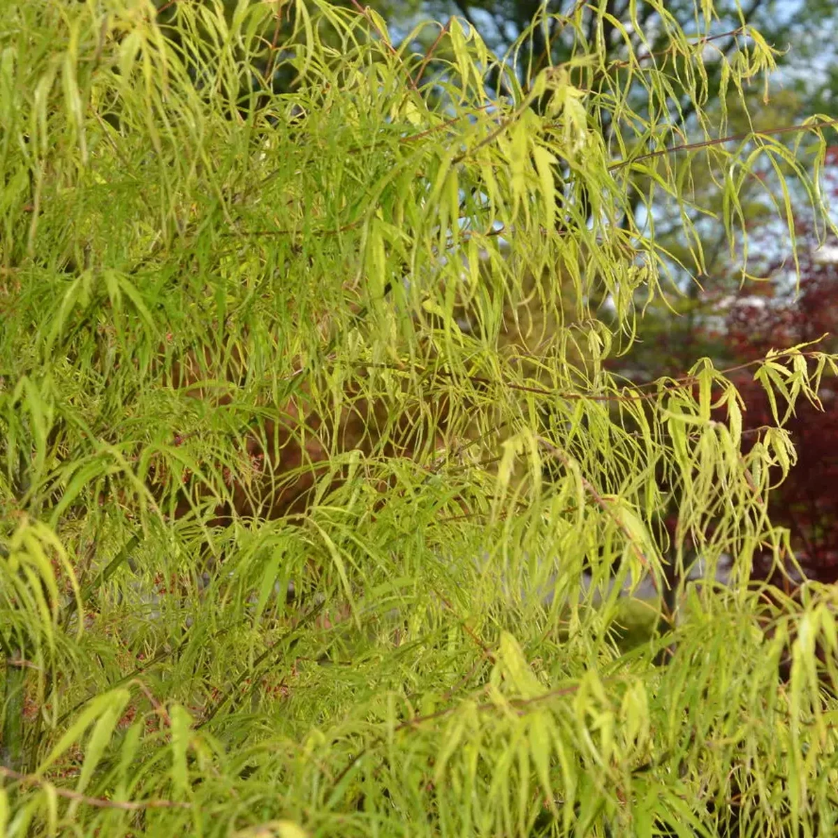 ACER PALMATUM KOTO NO ITO W.jpg-min