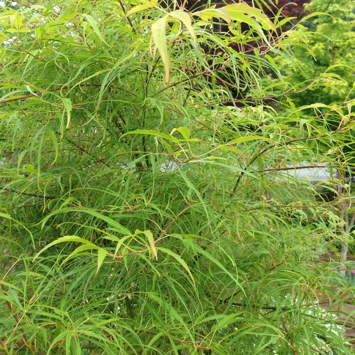 ACER PALMATUM KOTO NO ITO W2.jpg-min
