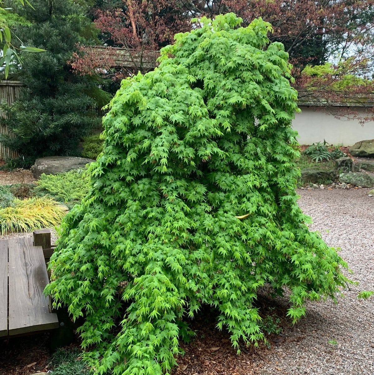 ACER PALMATUM RYUSEN W3-min