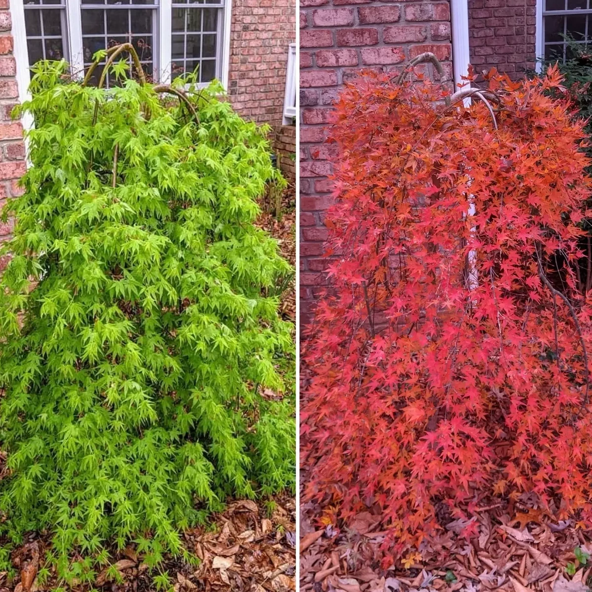 ACER PALMATUM RYUSEN W2.jpg-min