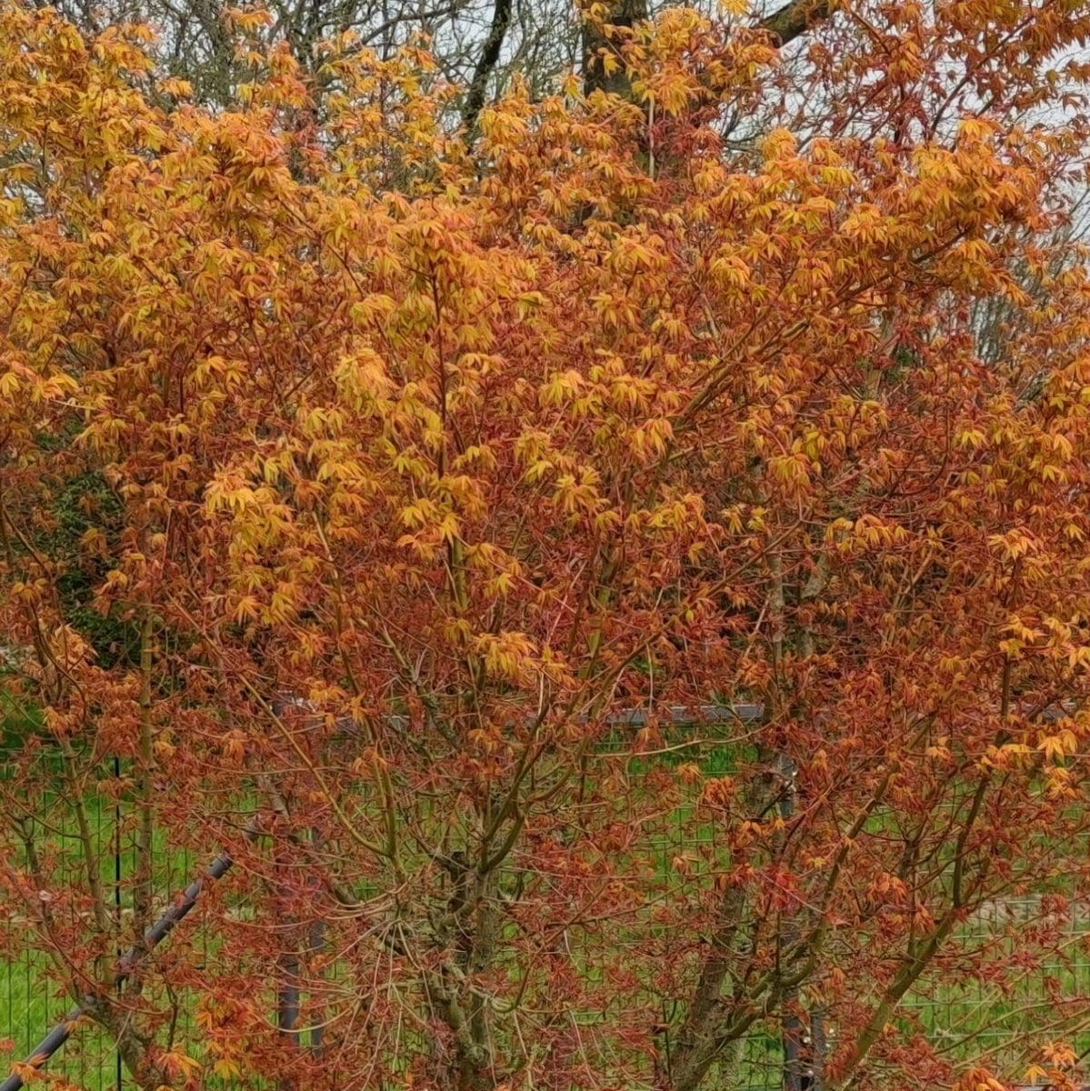 ACER PALMATUM UENO YAMA W3-min