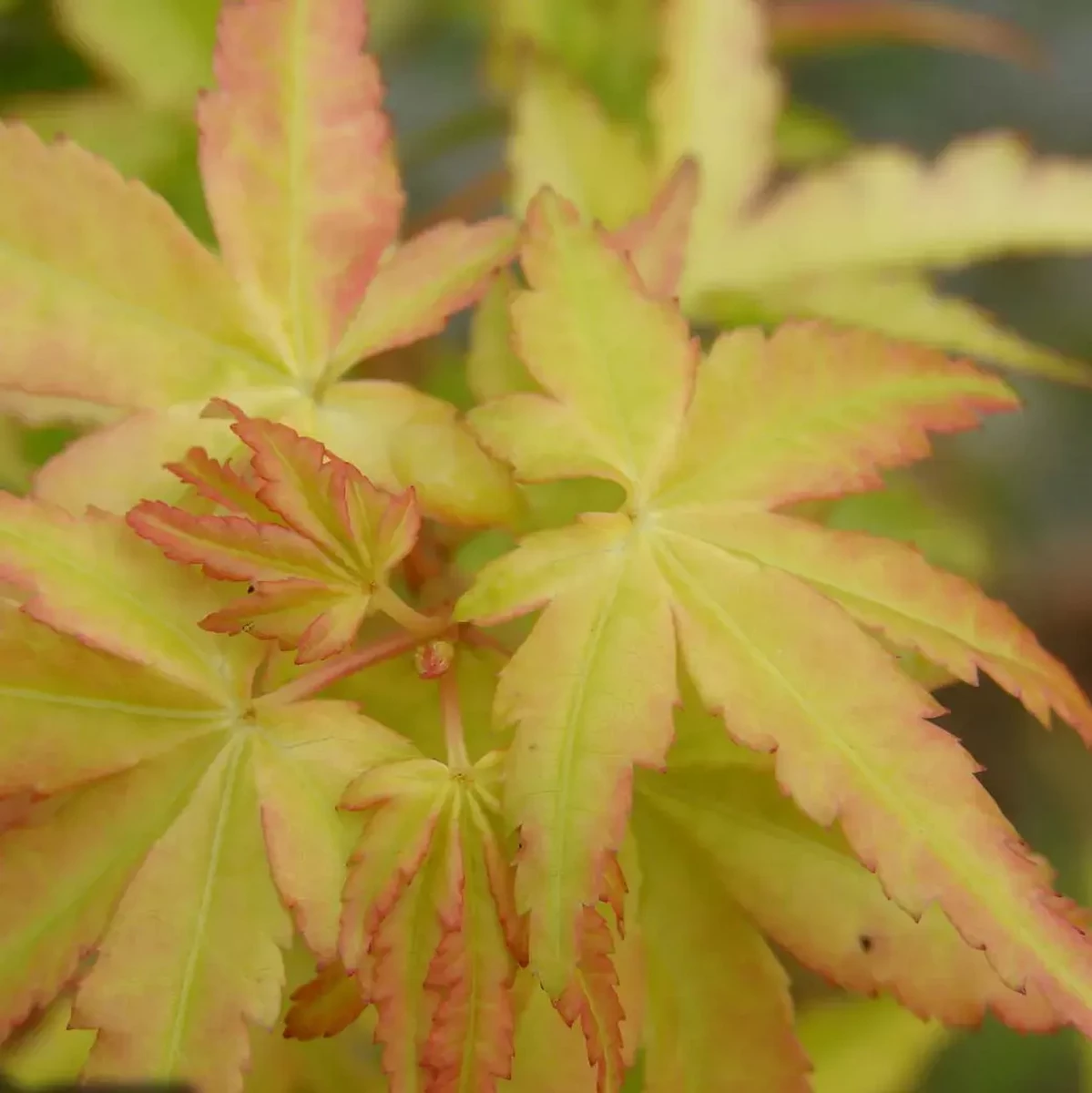 ACER PALMATUM UENO YAMA W.jpg-min