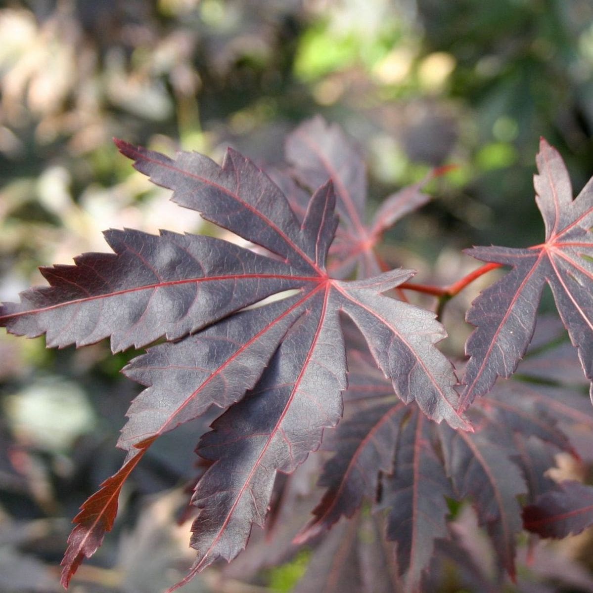ACER SHIRASAWANUM YASEMIN W3-min