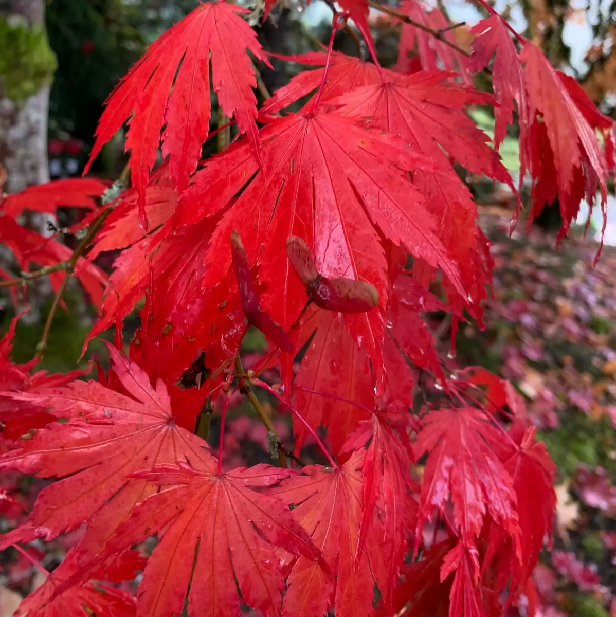 ACER SHIRASAWANUM YASEMIN W.jpg-min
