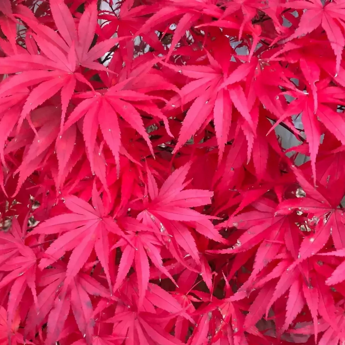 ACER PALMATUM PIXIE W2.jpg-min