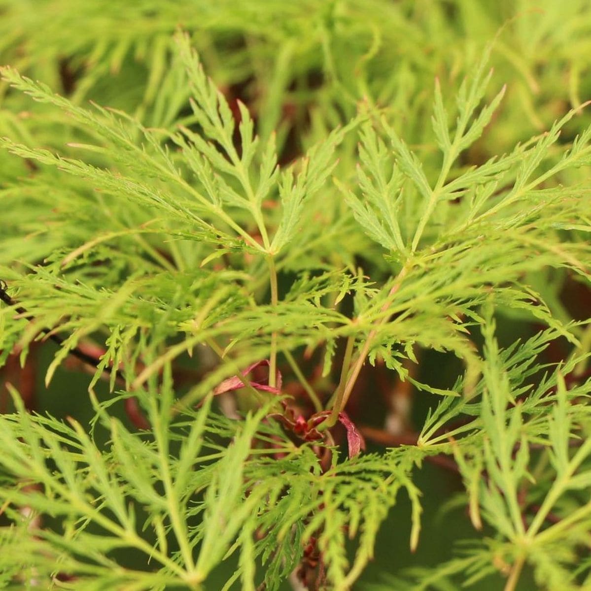 ACER PALMATUM EMERALD LACE W2-min
