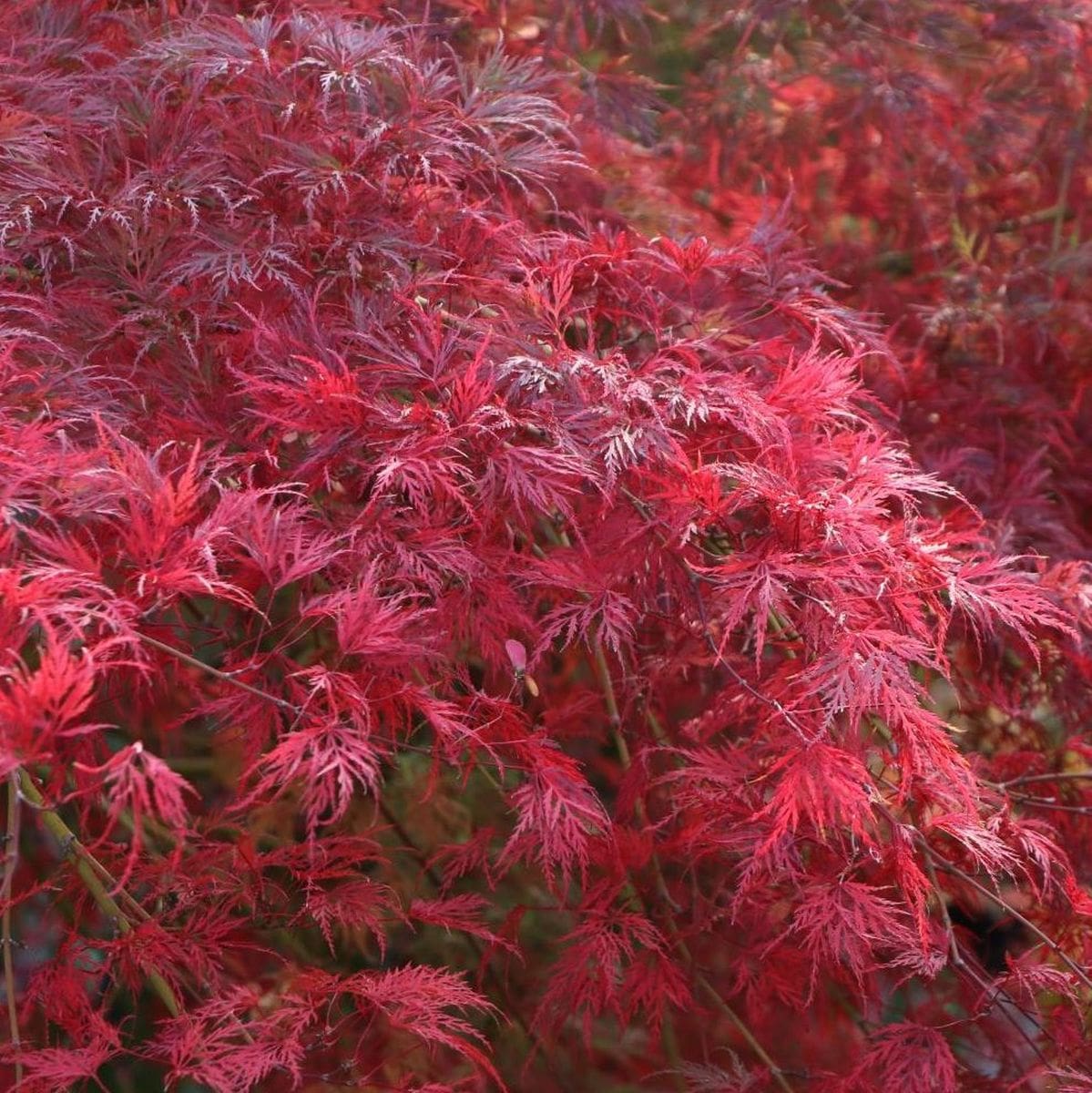 ACER PALMATUM EMERALD LACE W4-min