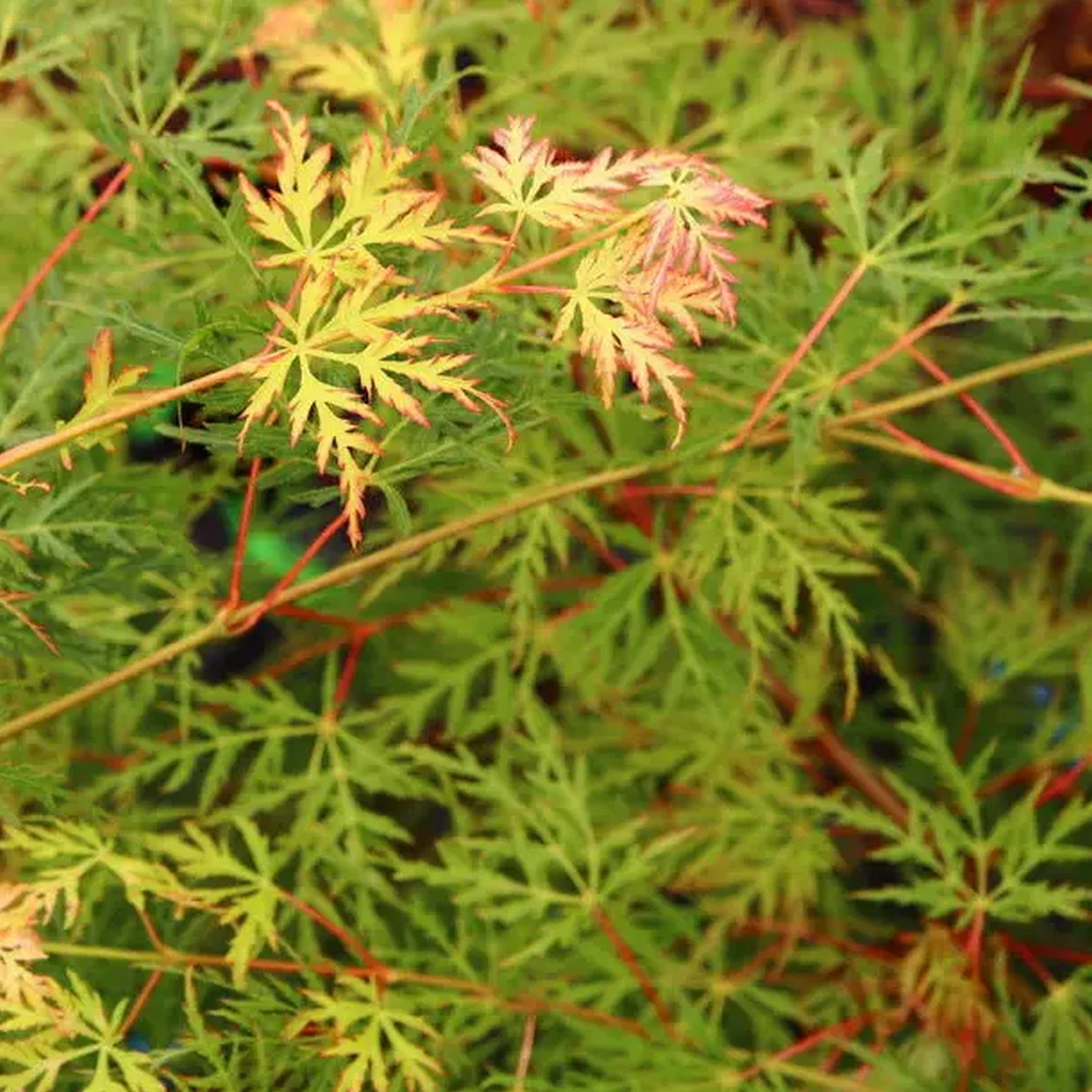 ACER PALMATUM EMERALD LACE W.jpg-min