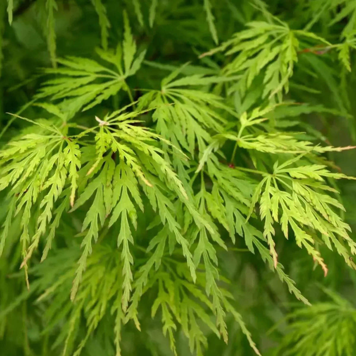 ACER PALMATUM SEIRYU W2.jpg-min