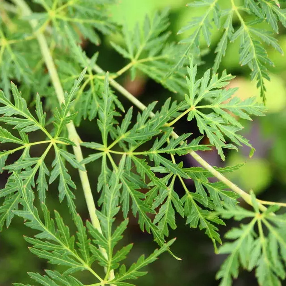ACER PALMATUM SEIRYU W.jpg-min