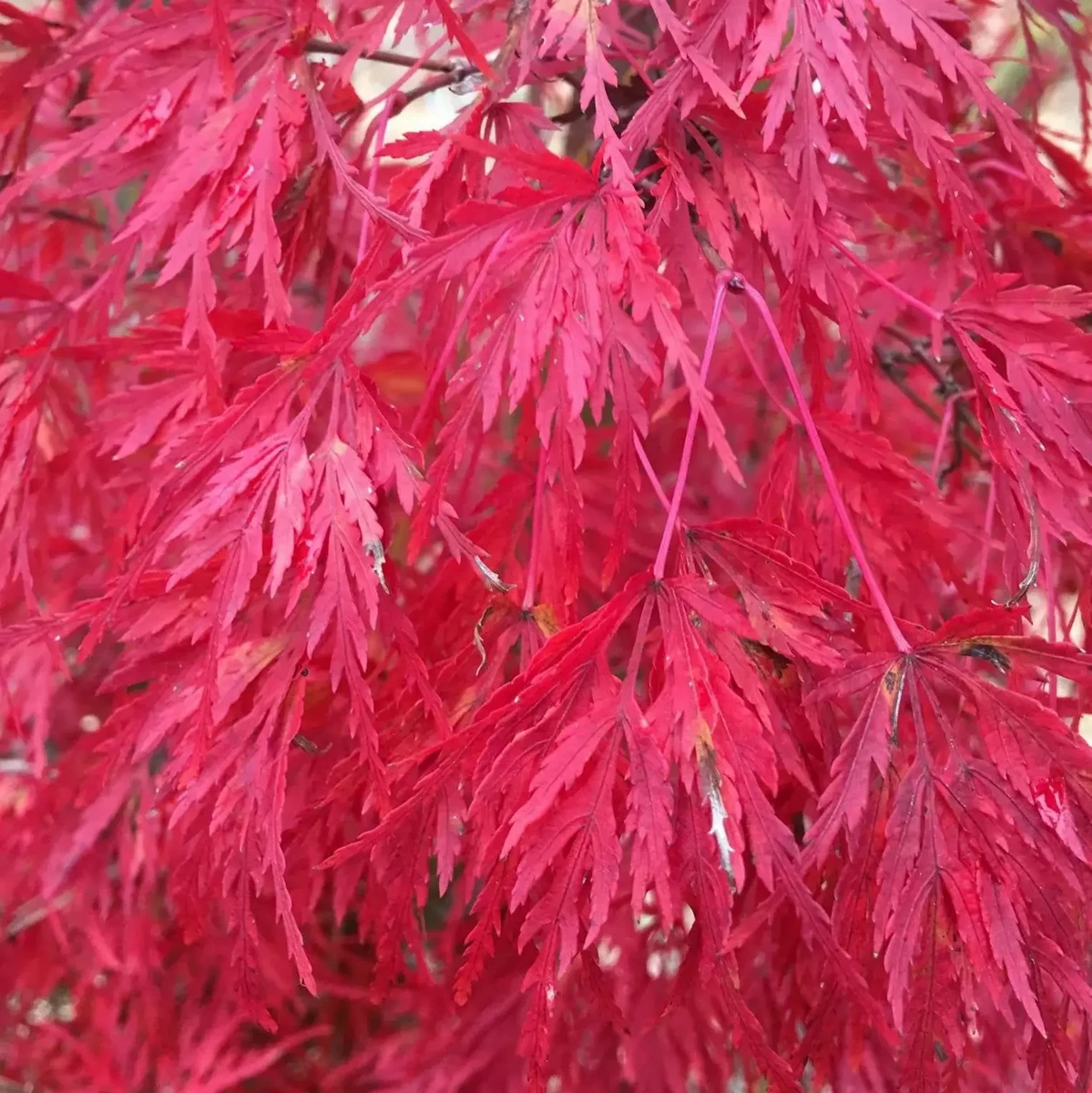 ACER PALMATUM SEIRYU W4.jpg-min